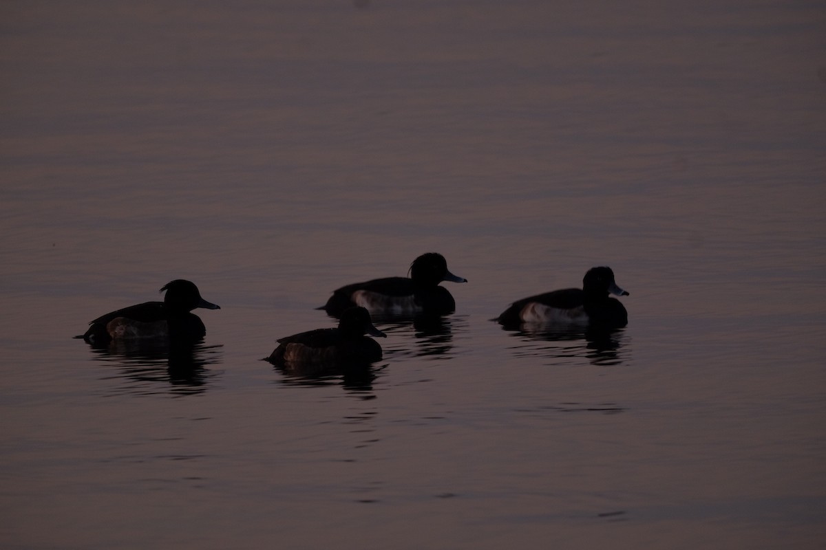 Чернь чубата - ML646274404