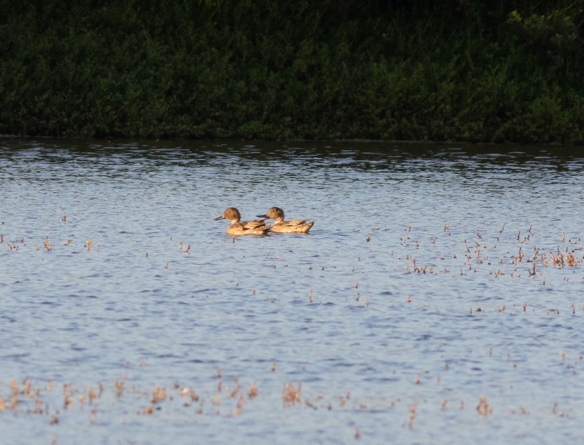 Шилохвіст північний - ML646274405
