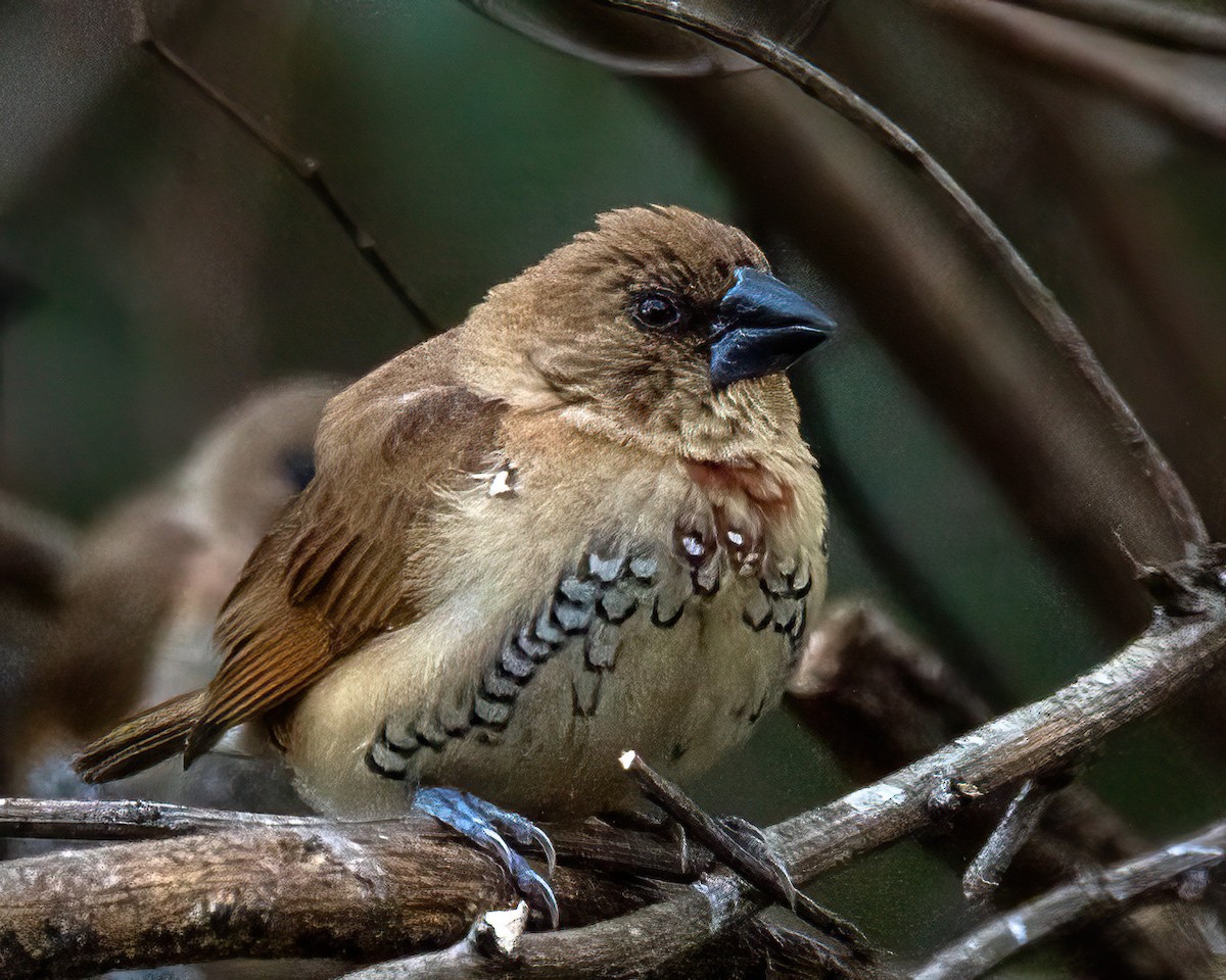 Мунія іржаста - ML646274407