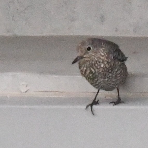 Скеляр синій - ML646274408