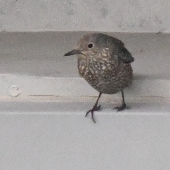 Скеляр синій - ML646274409