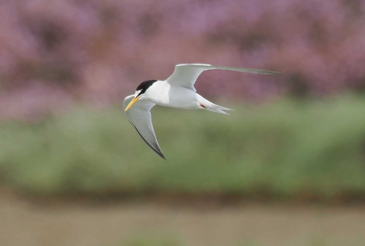 Крячок малий - ML646274410