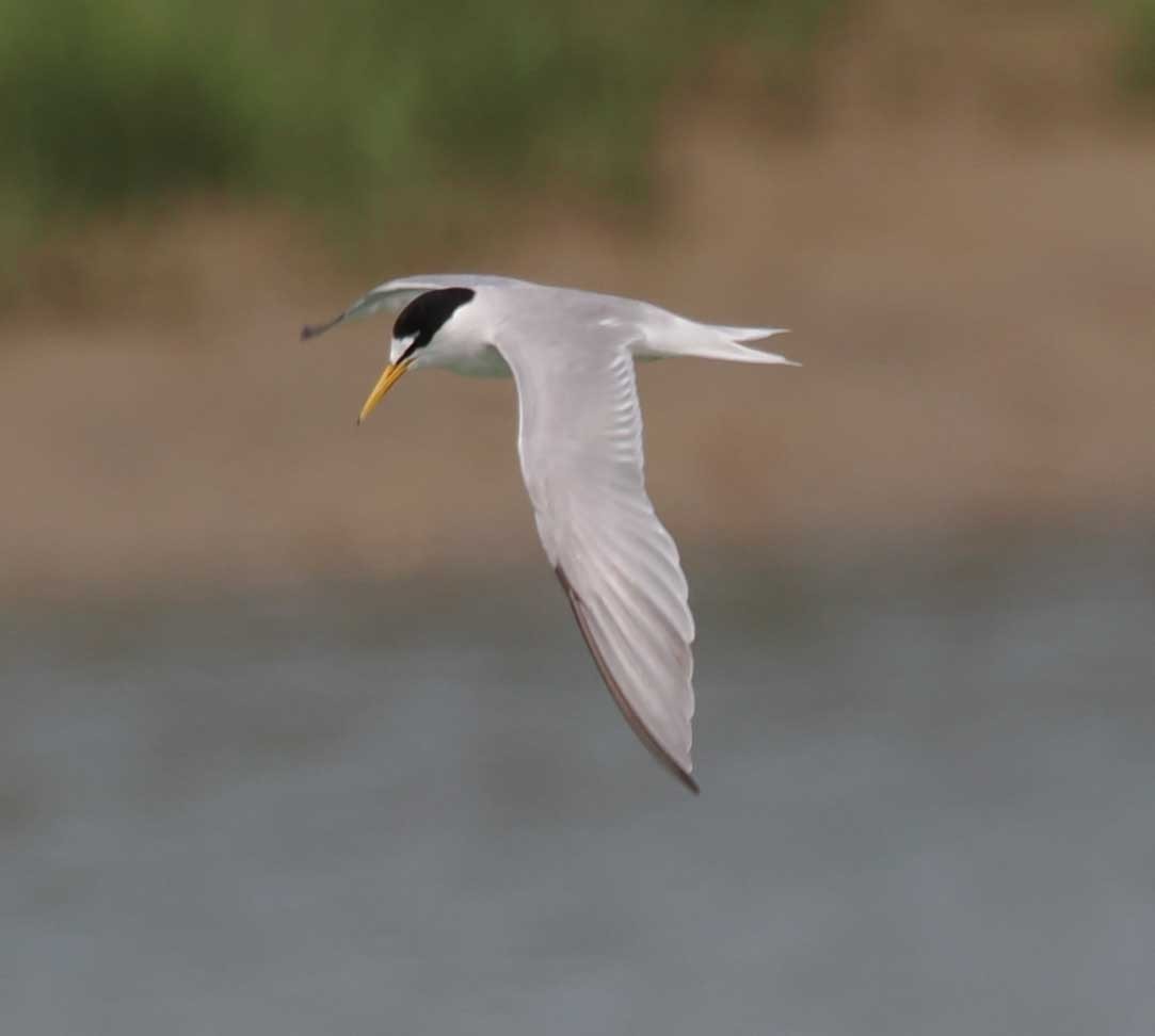 Крячок малий - ML646274412