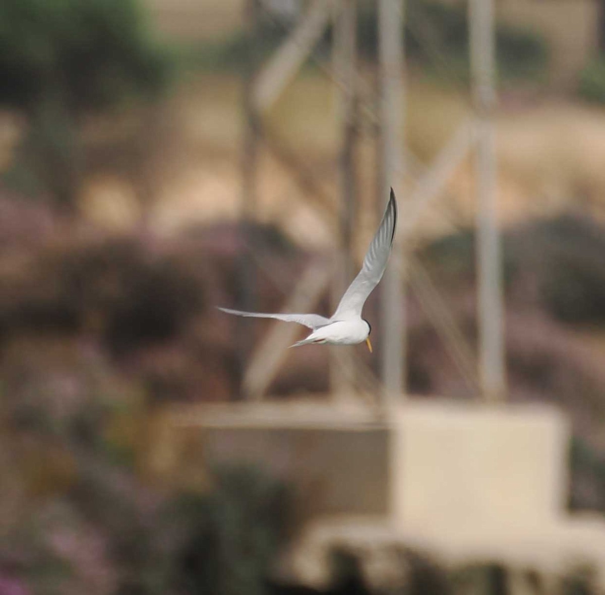 Крячок малий - ML646274413