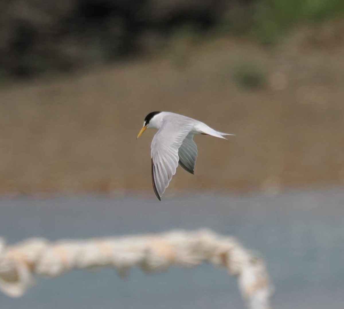 Крячок малий - ML646274414