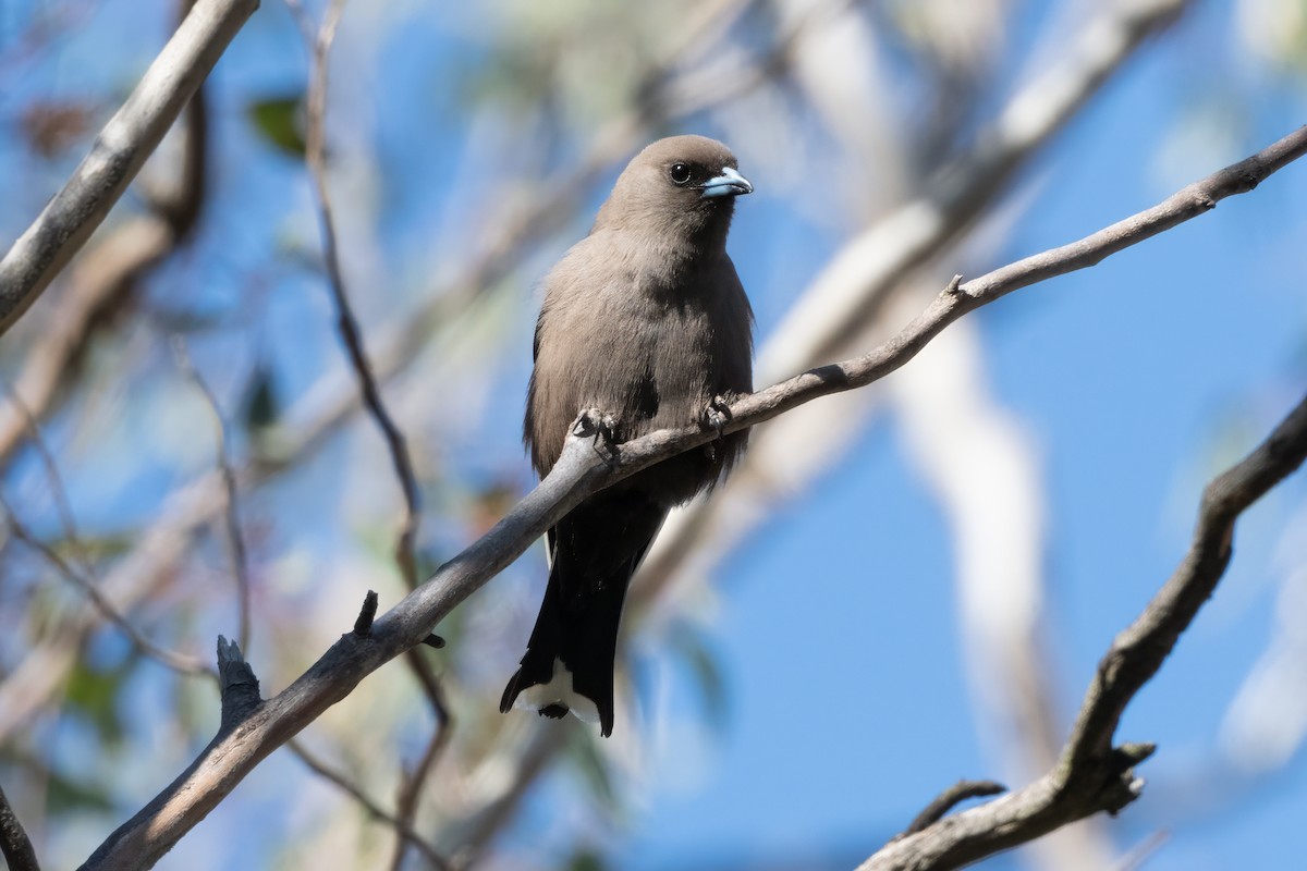 Ланграйн бурий - ML646274415