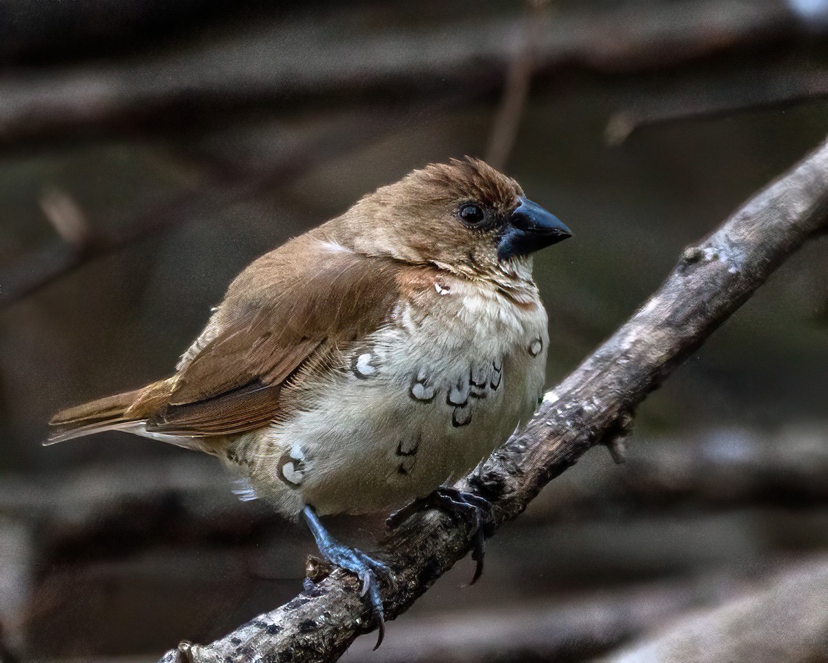 Мунія іржаста - ML646274416