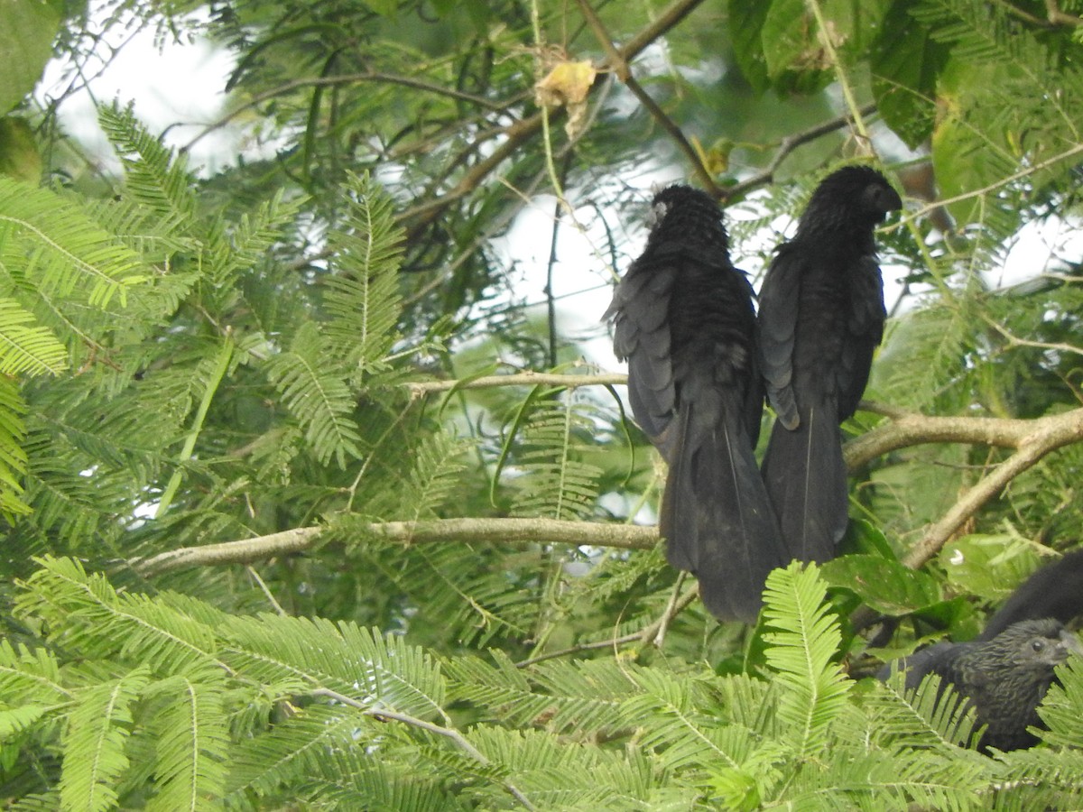 Ані малий - ML646274417