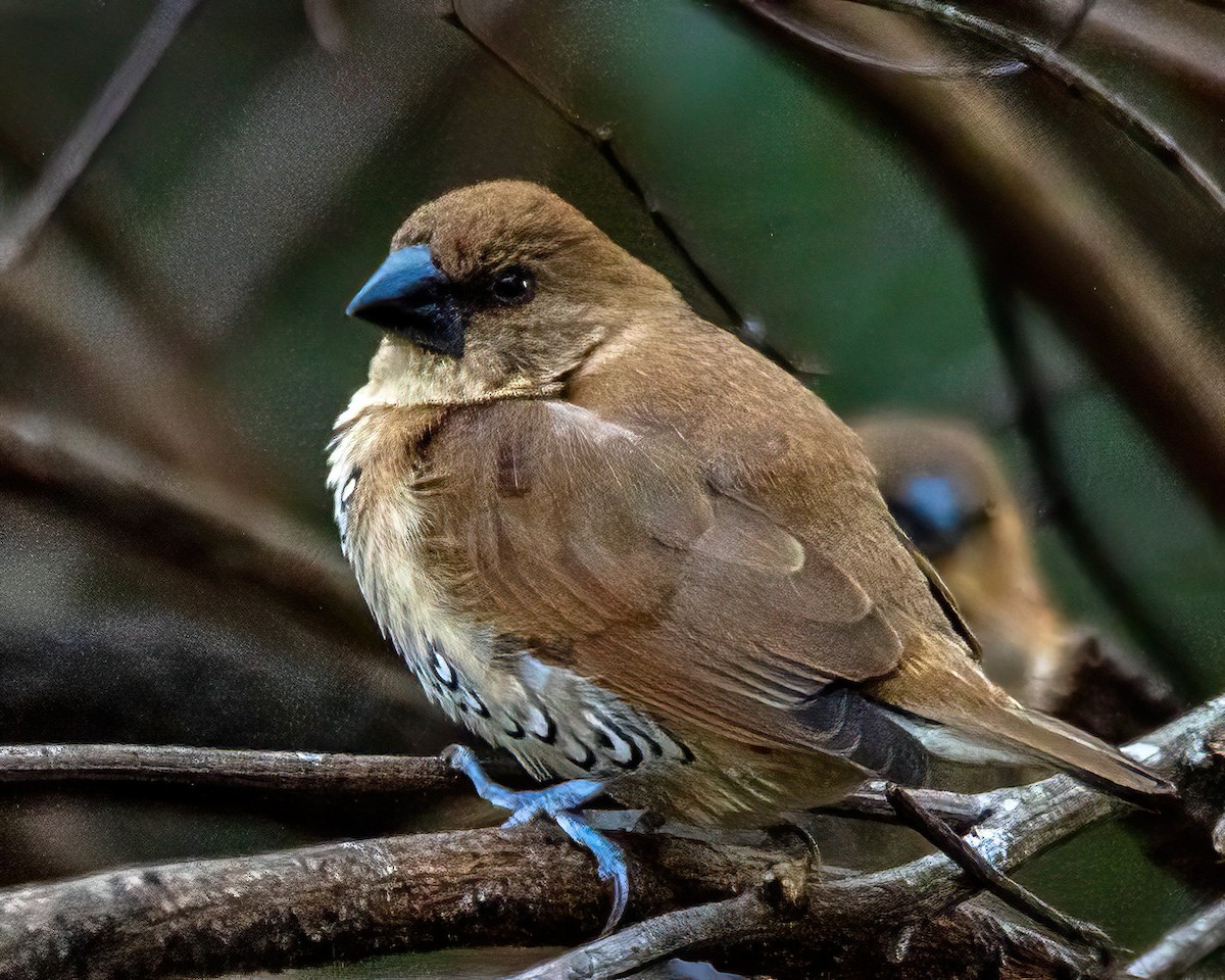 Мунія іржаста - ML646274418