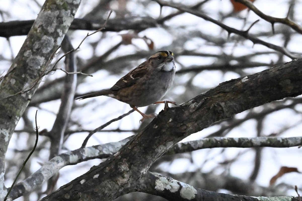 Бруант білогорлий - ML646274419