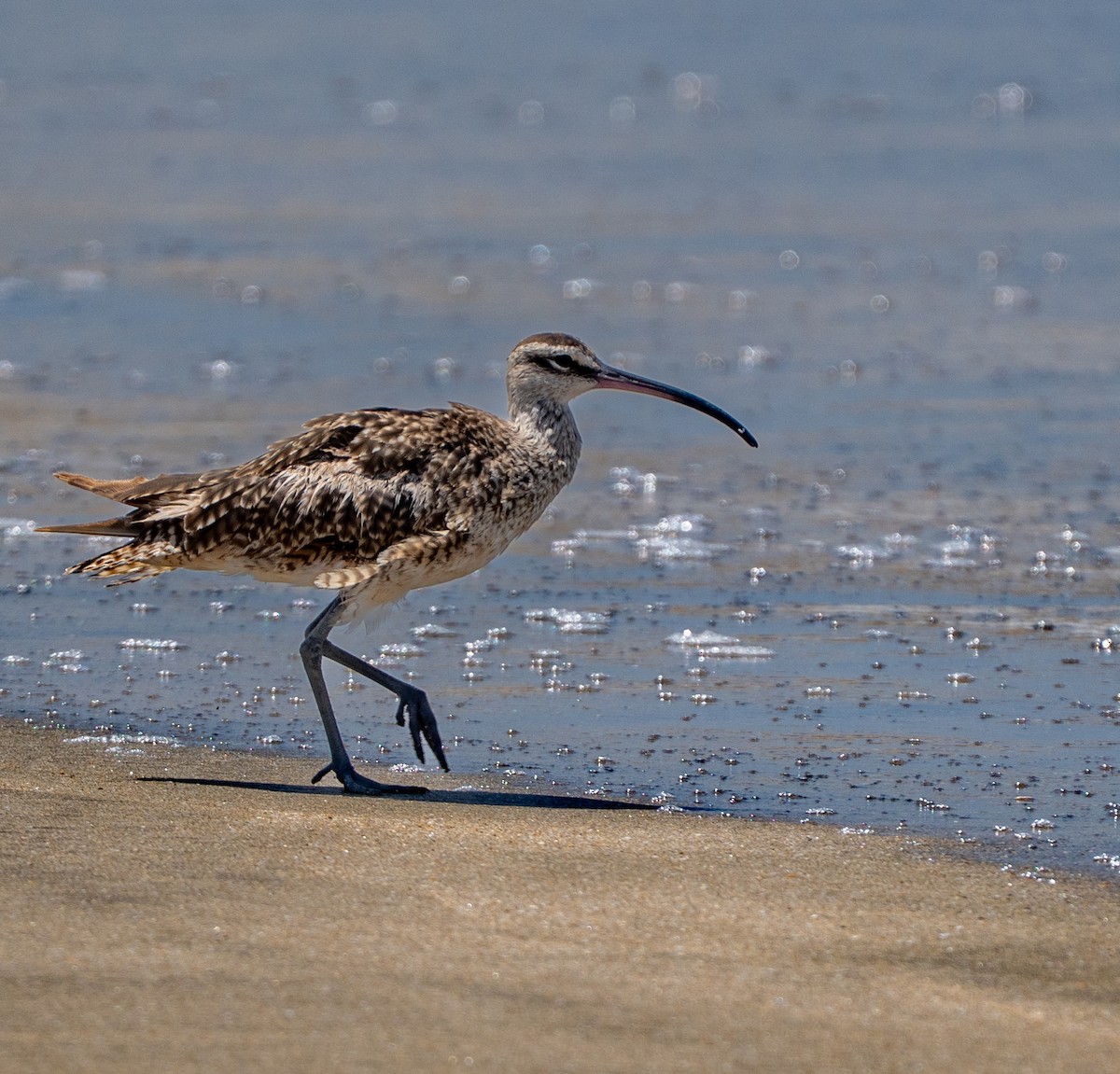 Hudsonian Whimbrel - ML646274421