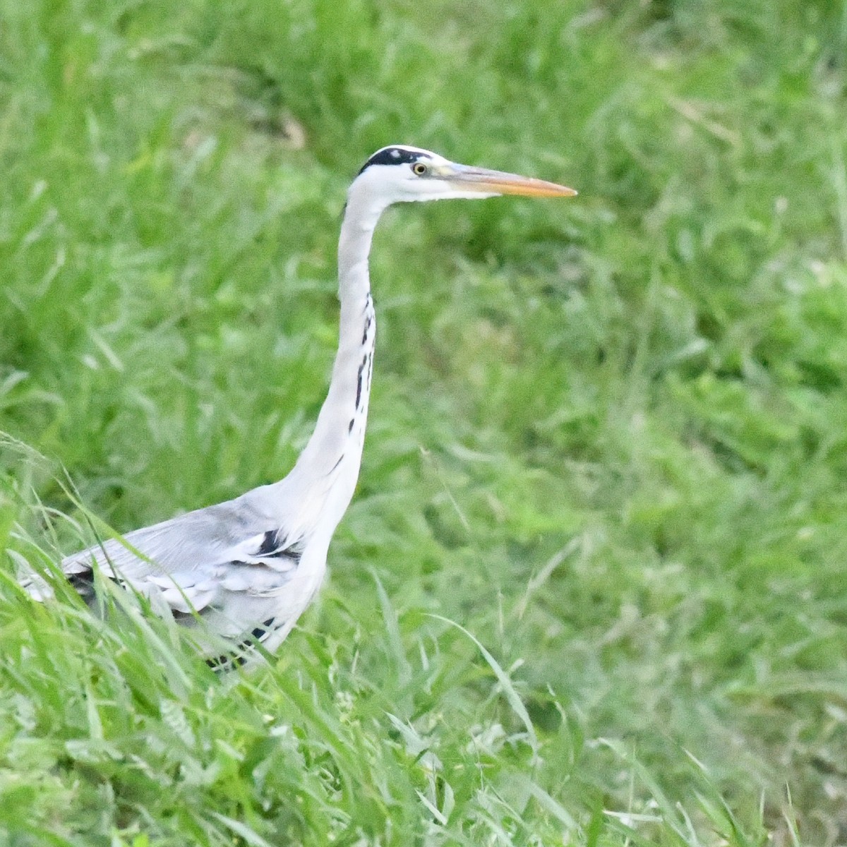 Чапля сіра - ML646274422