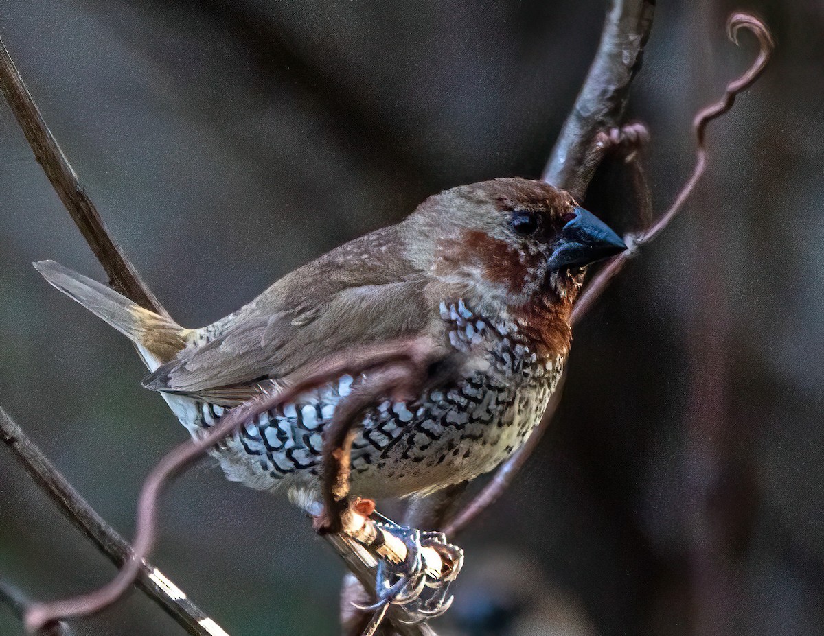 Мунія іржаста - ML646274423