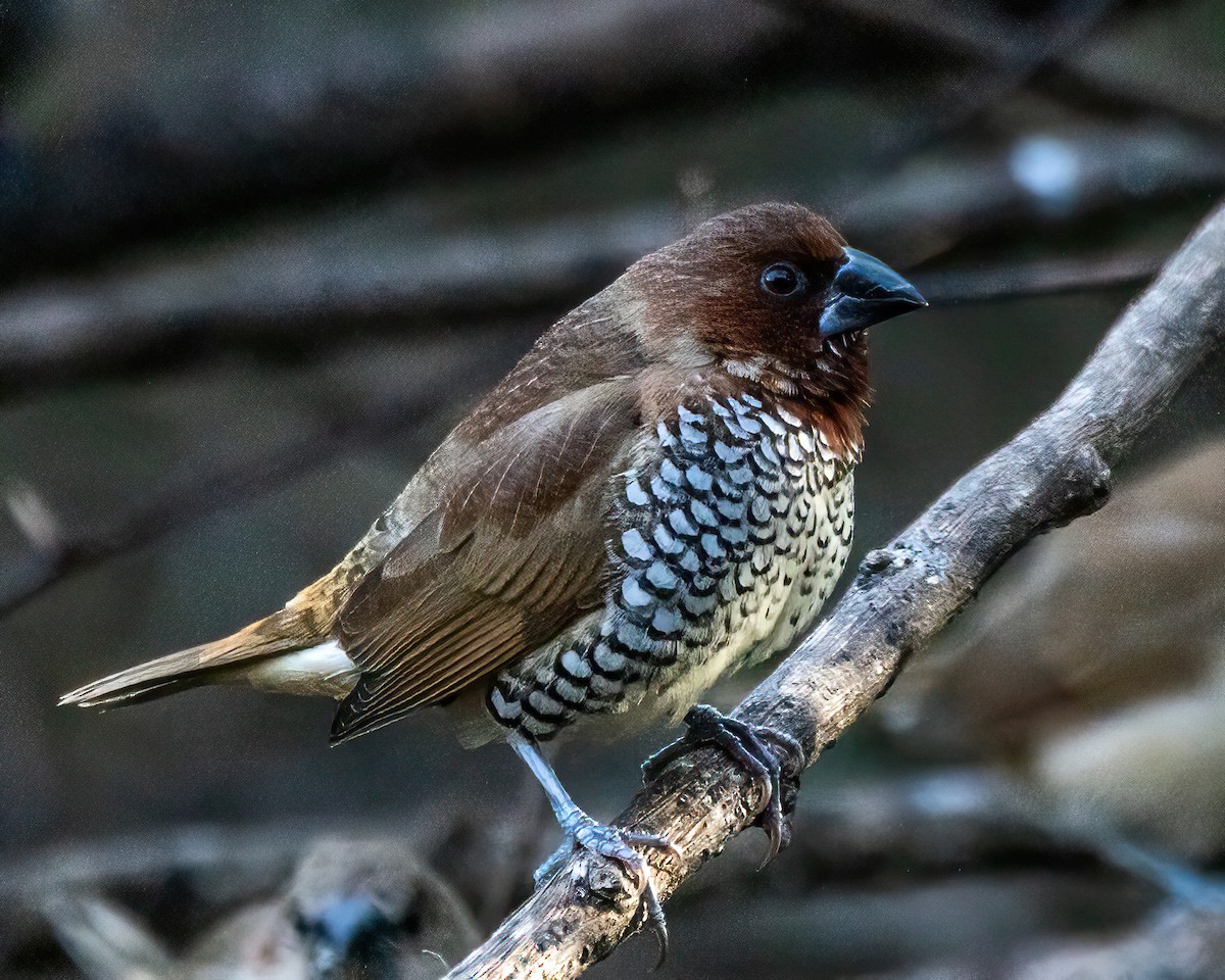 Мунія іржаста - ML646274424