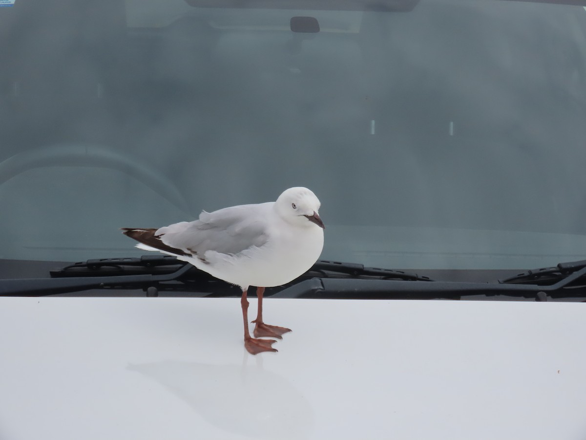 ギンカモメ - ML646274426