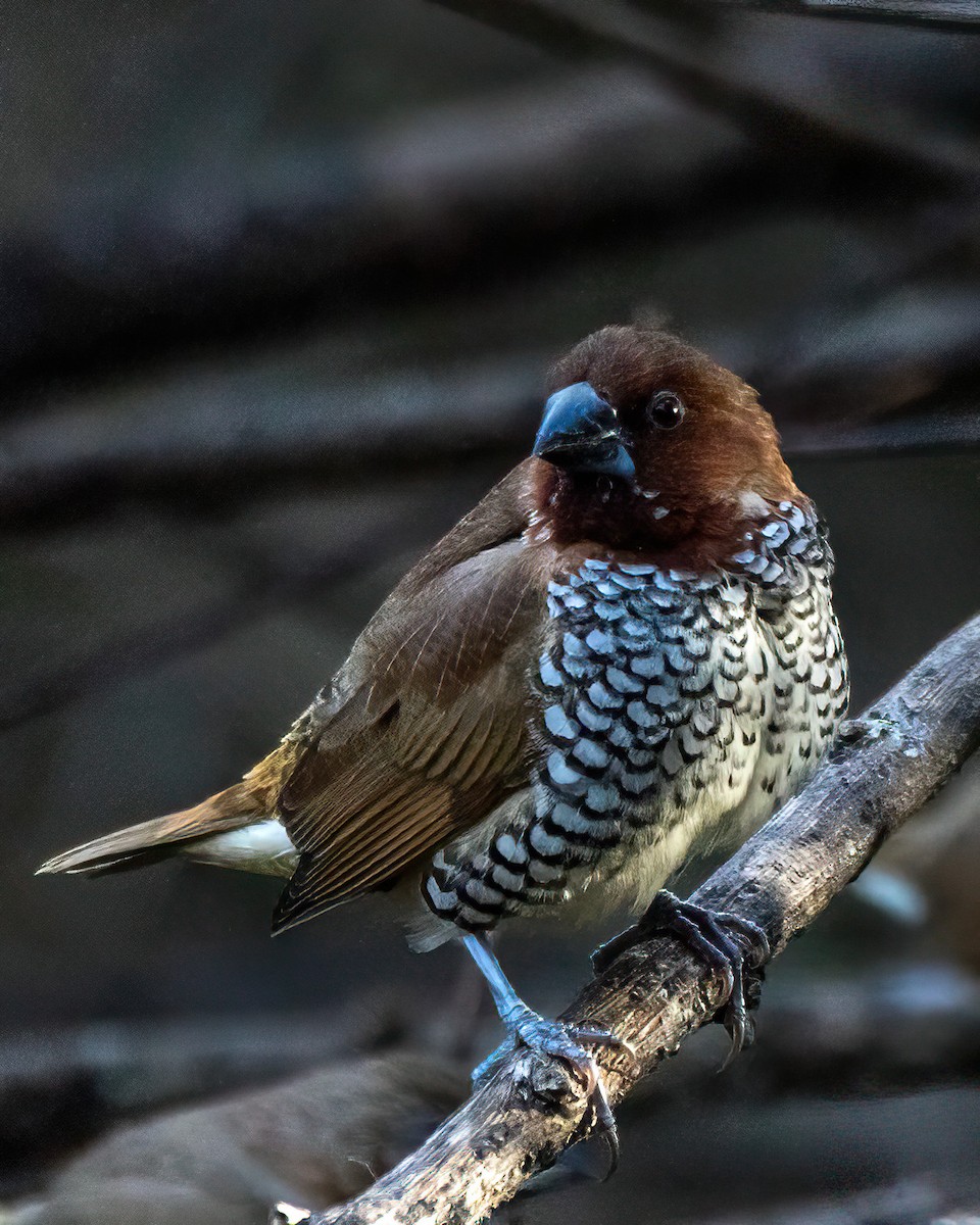 Мунія іржаста - ML646274427