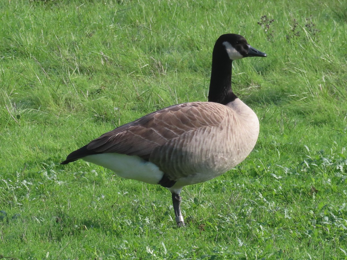 Canada Goose - ML646274432