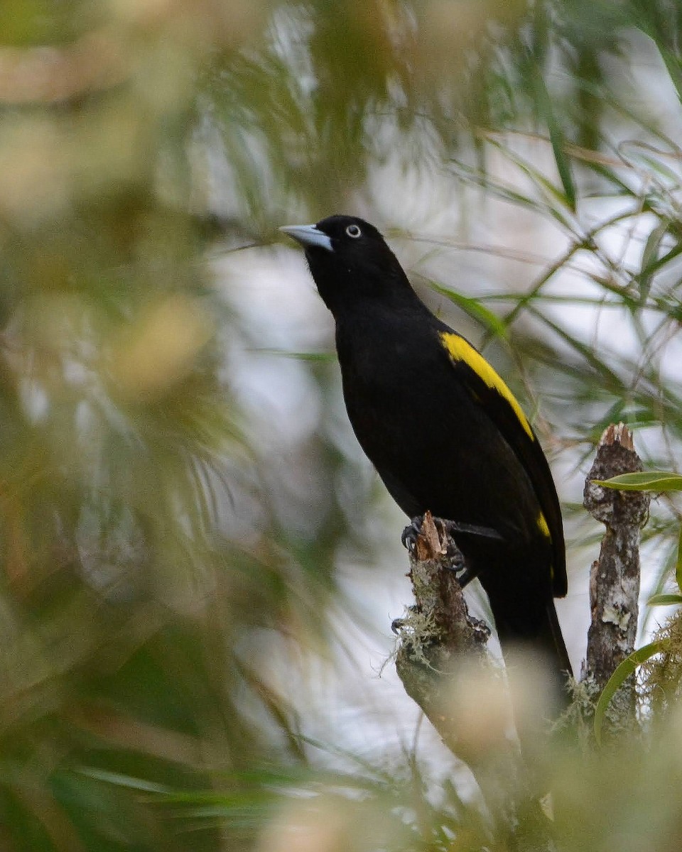 Golden-winged Cacique - ML646274435