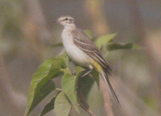 Gray Wagtail - ML646274438