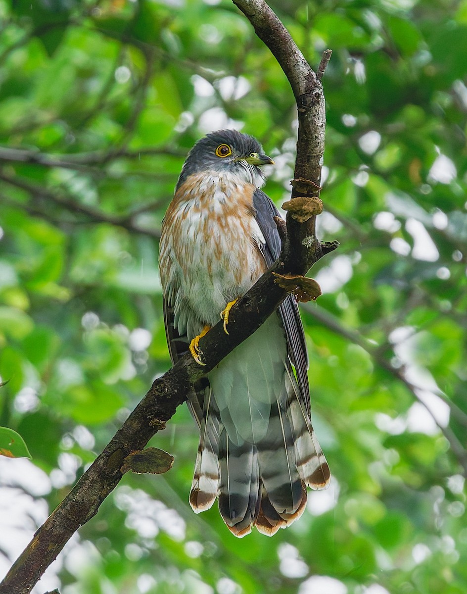 Hodgson's Hawk-Cuckoo - ML646274444