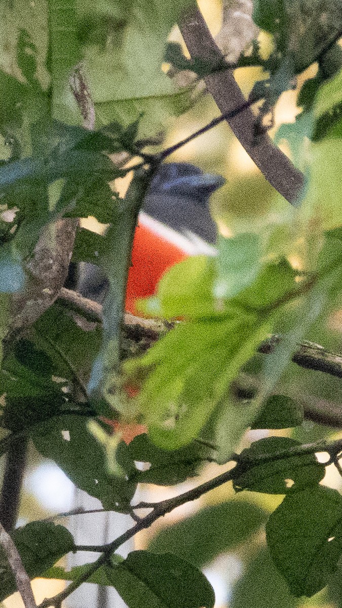 Malabar Trogon - ML646274445