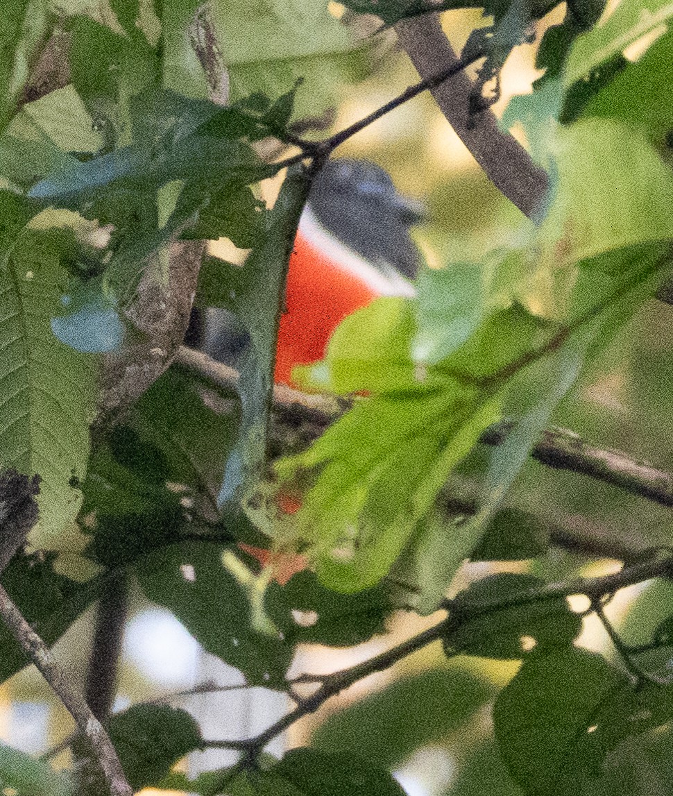 Malabar Trogon - ML646274446