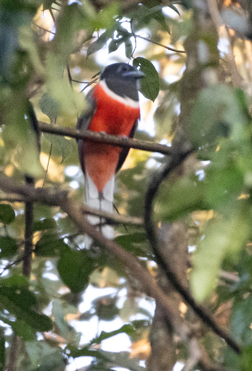 Malabar Trogon - ML646274447