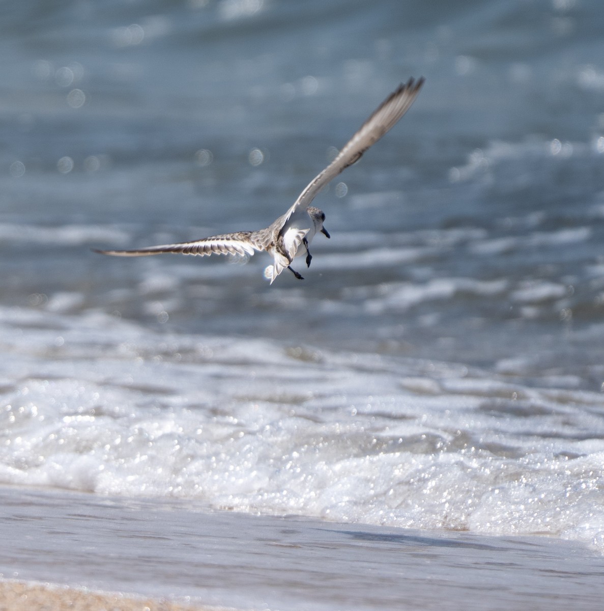 Sanderling - ML646274448