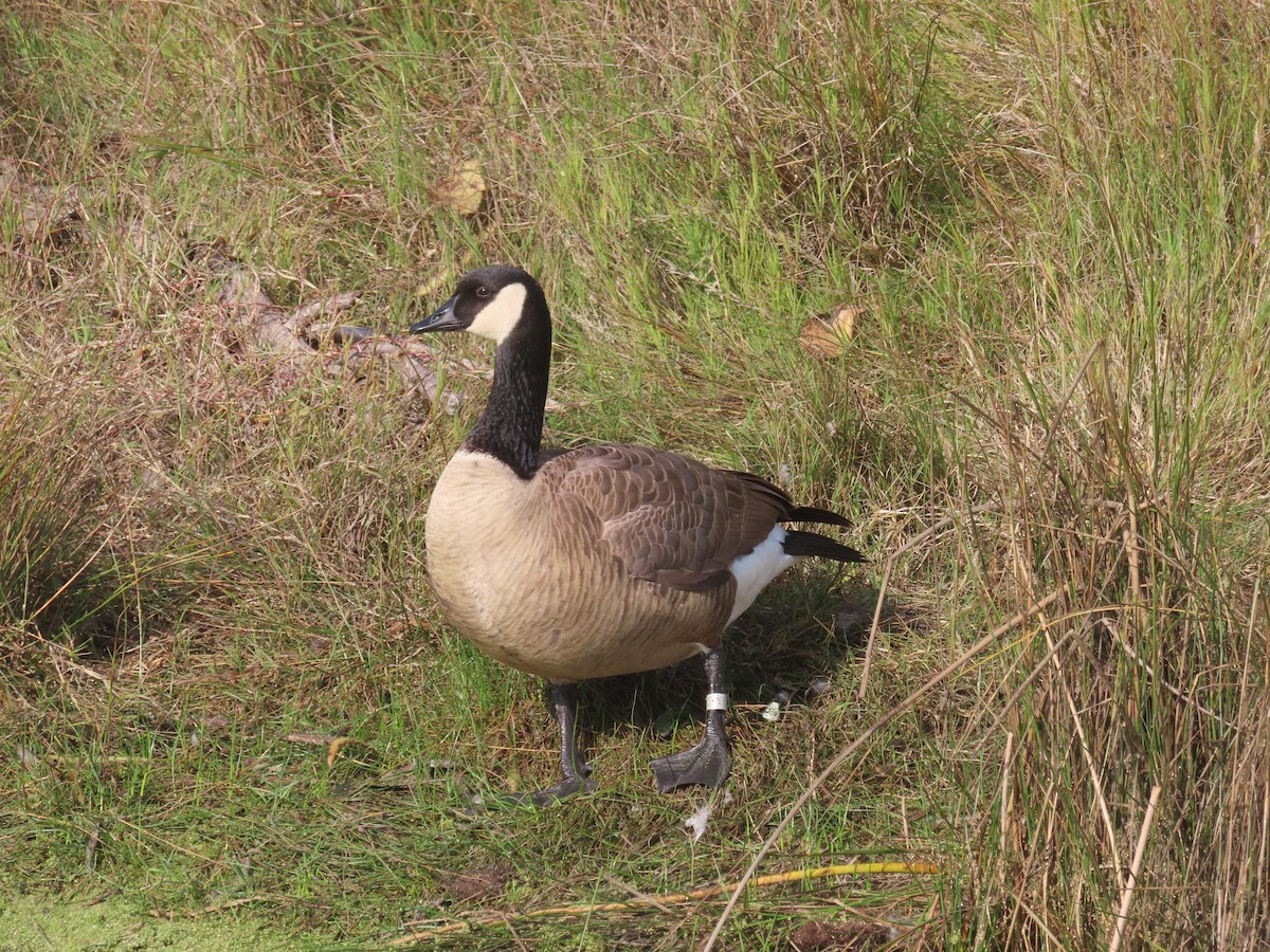 Canada Goose - ML646274450