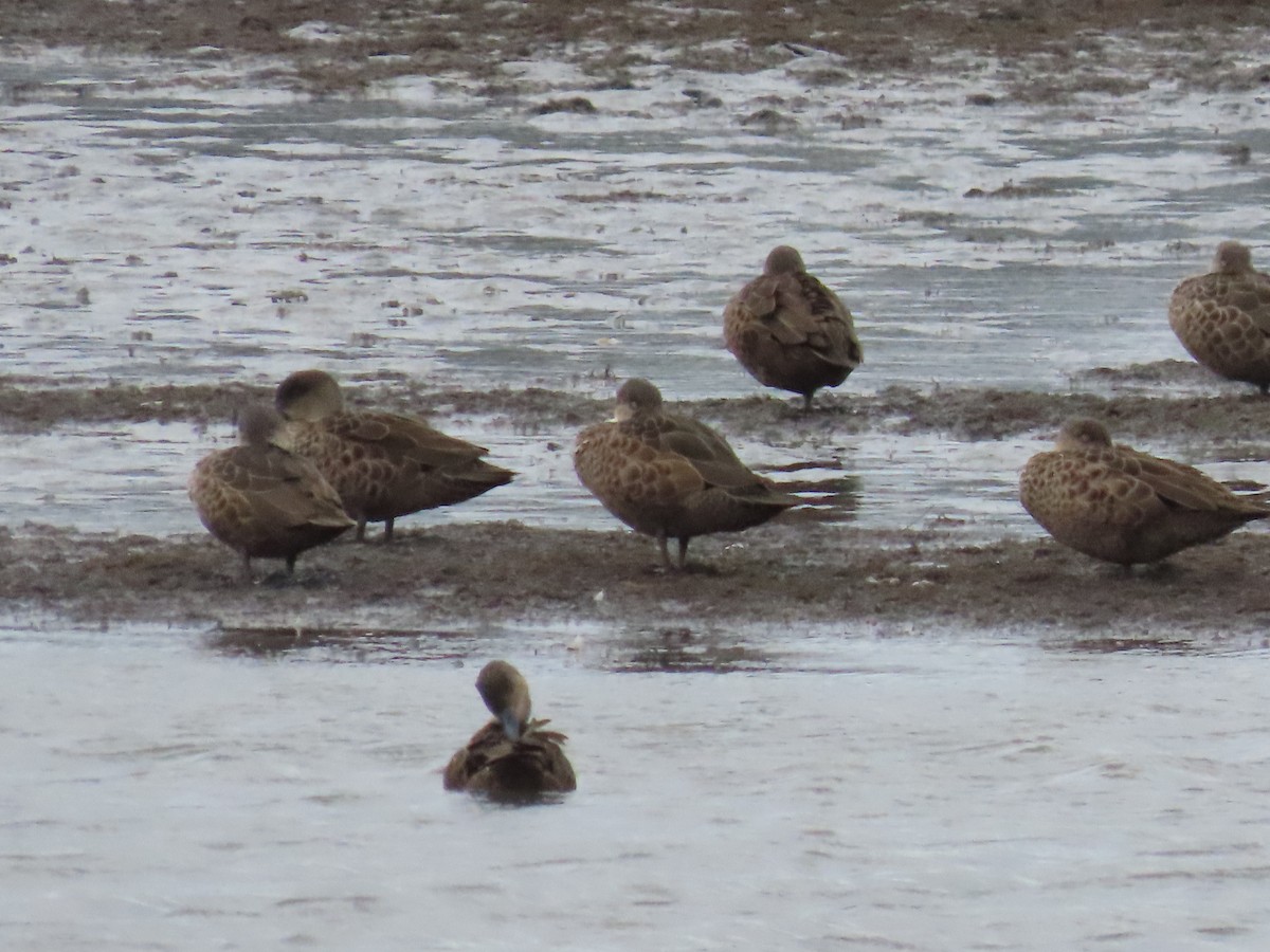 ハイイロコガモ - ML646274452