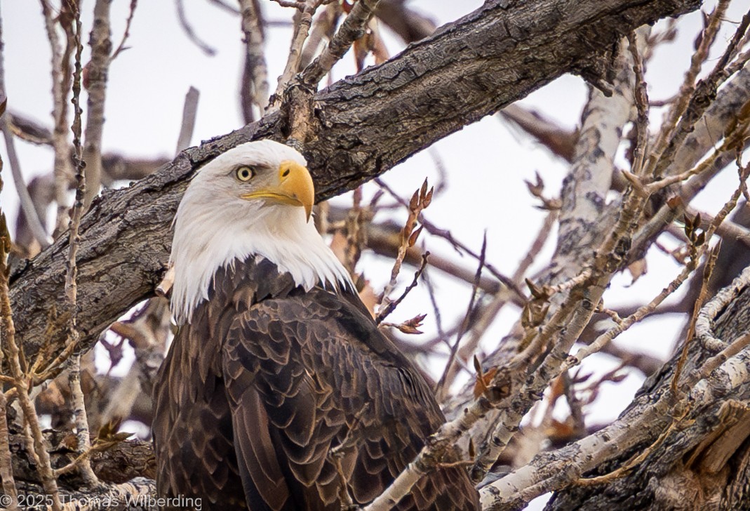 Bald Eagle - ML646274454