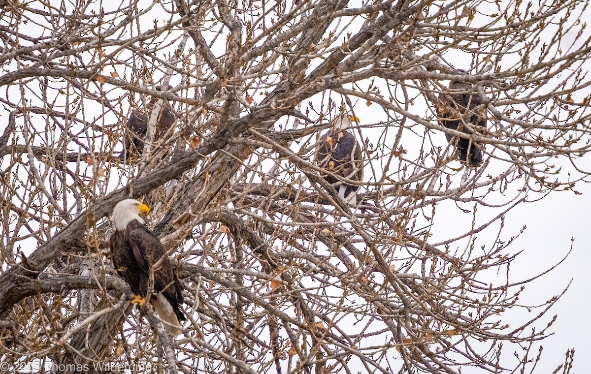 Bald Eagle - ML646274456