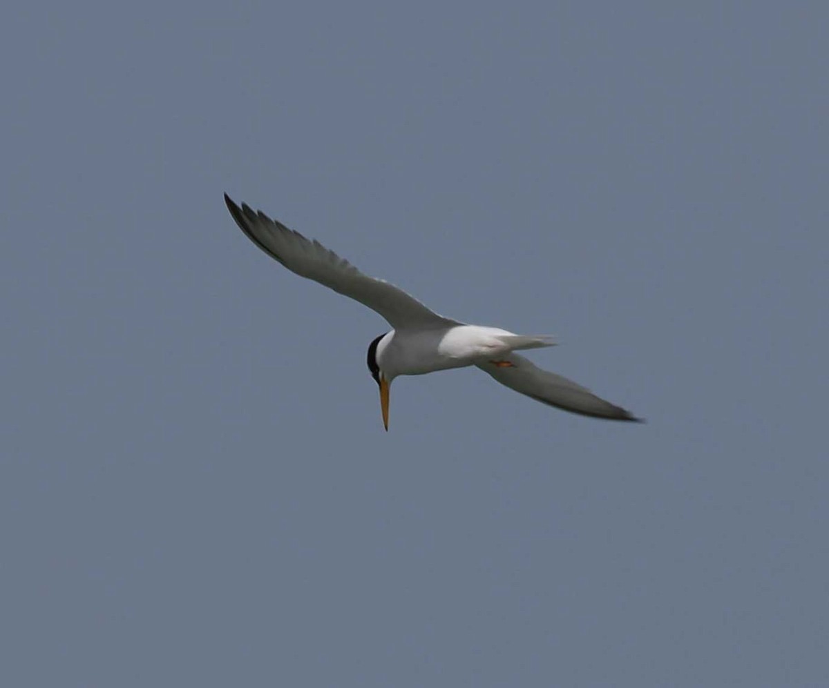 Little Tern - ML646274471