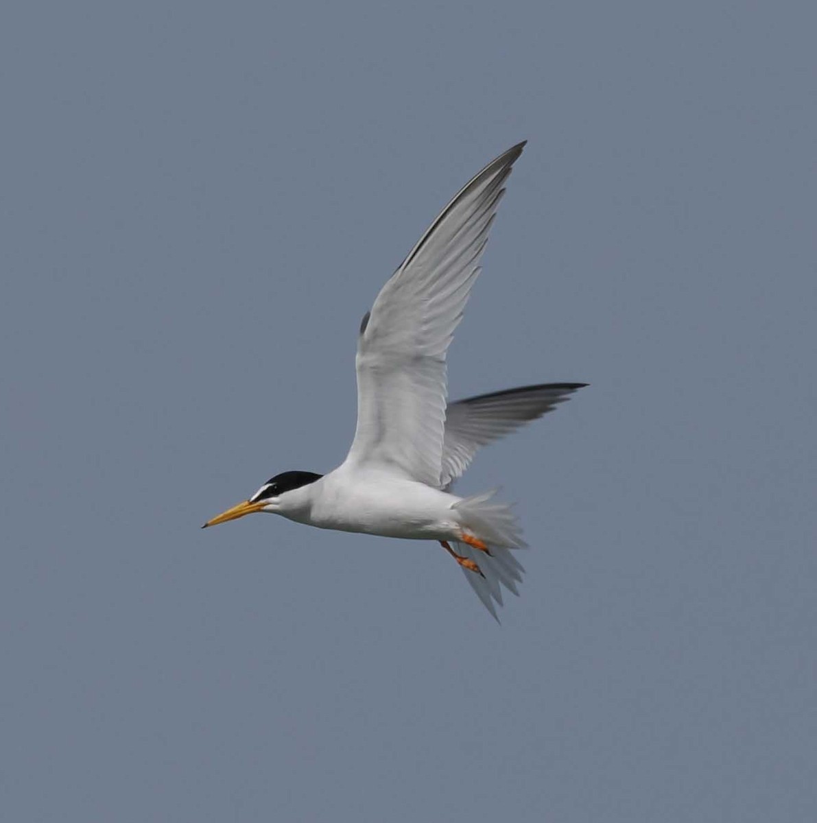 Little Tern - ML646274474