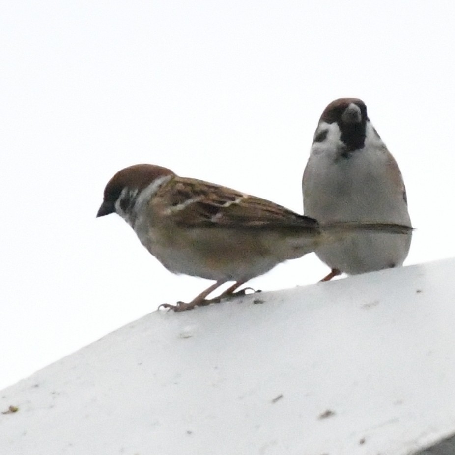 Eurasian Tree Sparrow - ML646274477