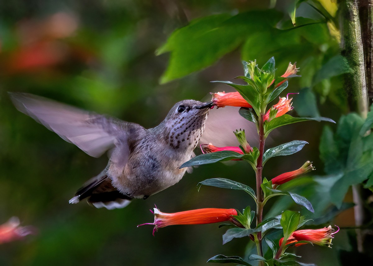 Calliope Hummingbird - ML646274478