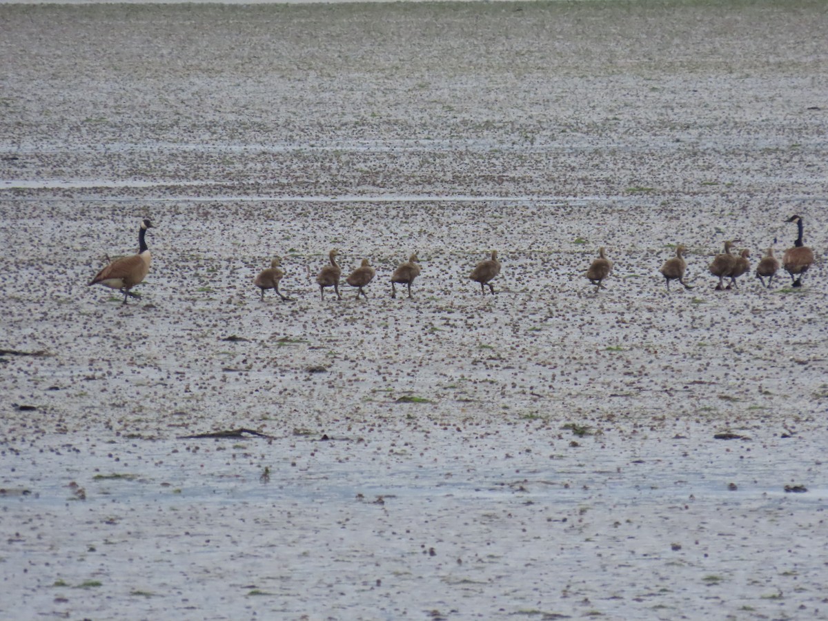 Canada Goose - ML646274479