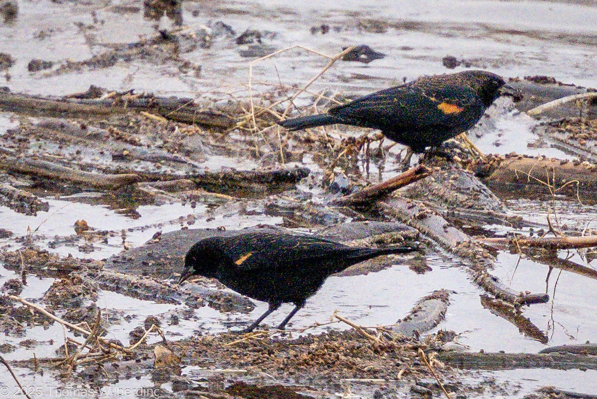 Red-winged Blackbird - ML646274480