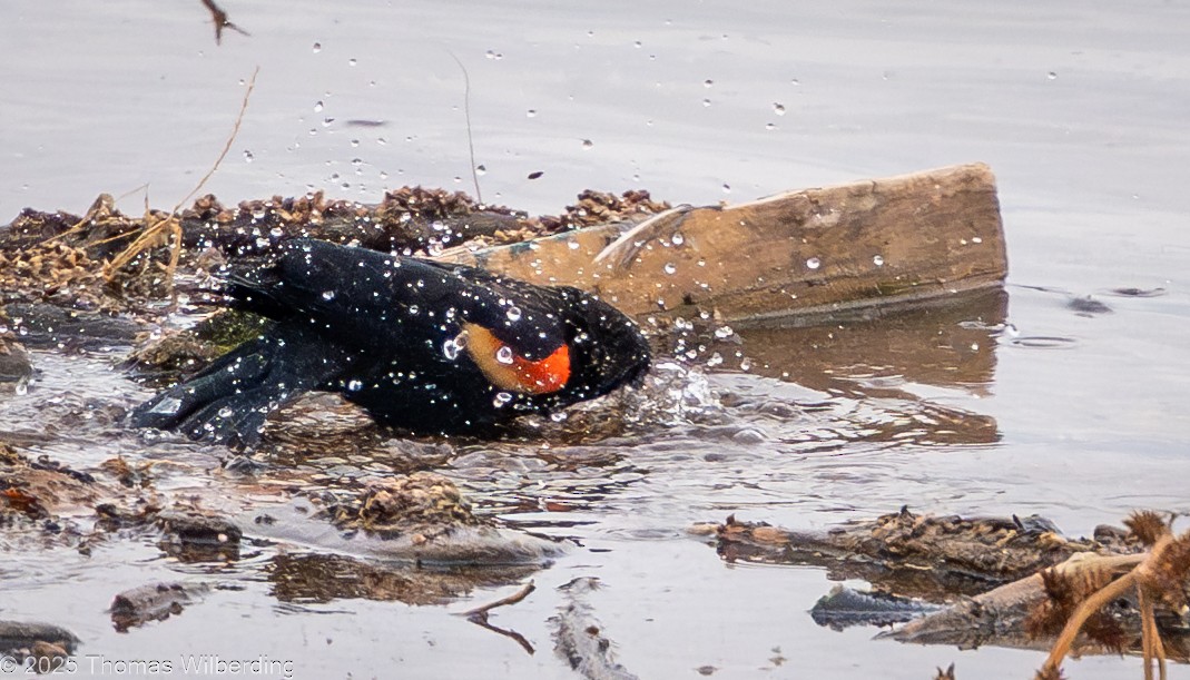 Red-winged Blackbird - ML646274481