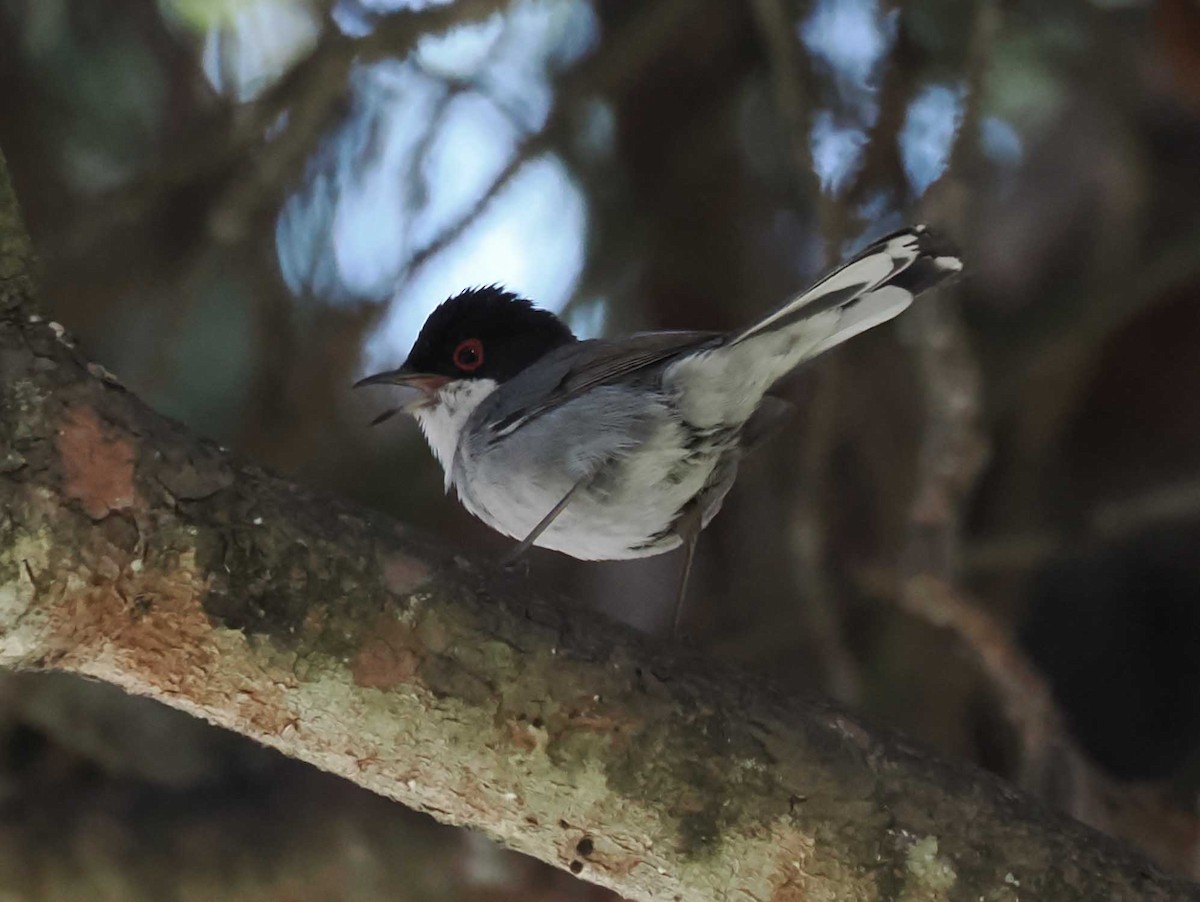 Sardinian Warbler - ML646274482