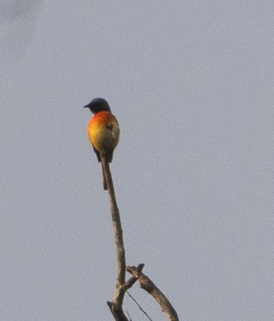 Orange Minivet - ML646274483