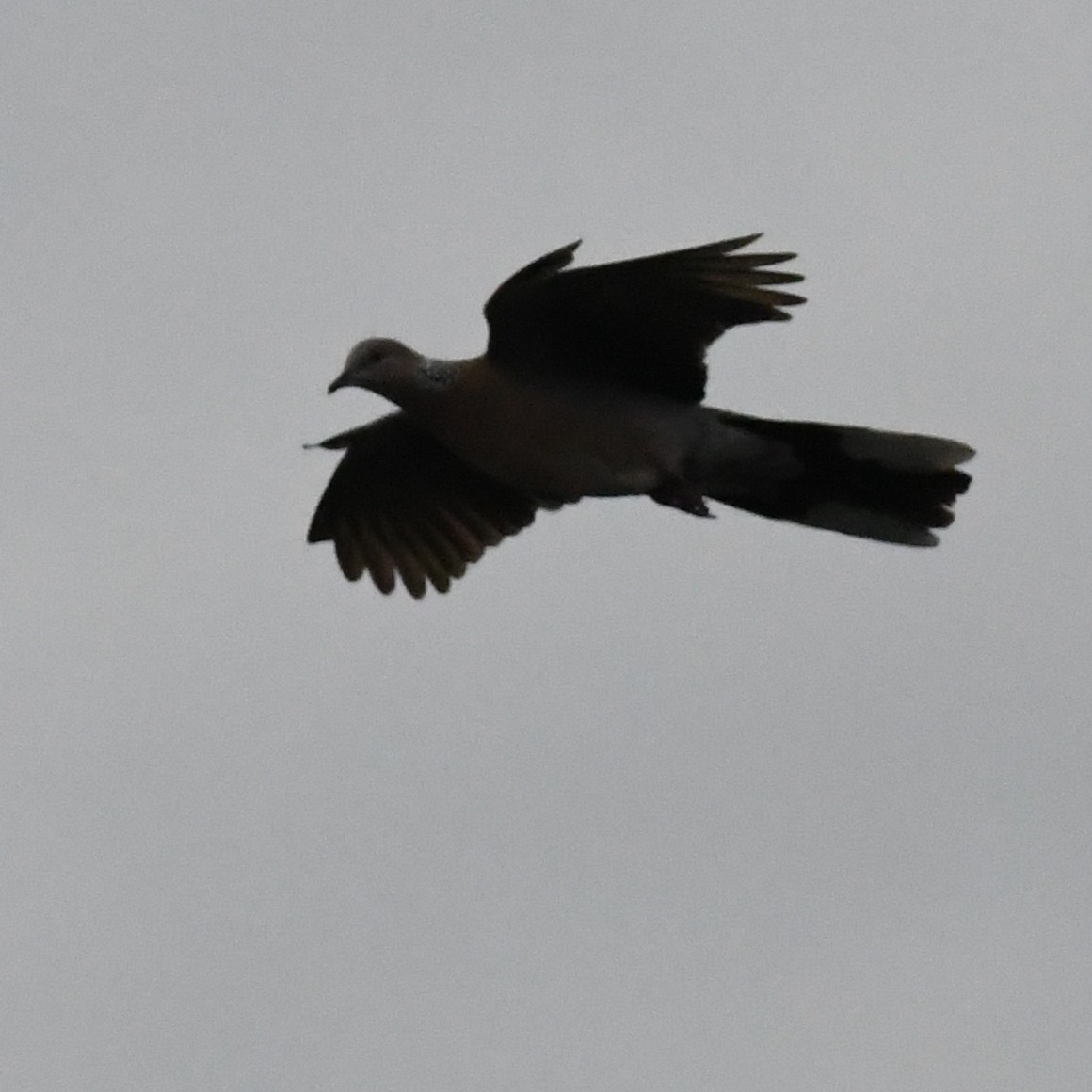 Spotted Dove - ML646274484
