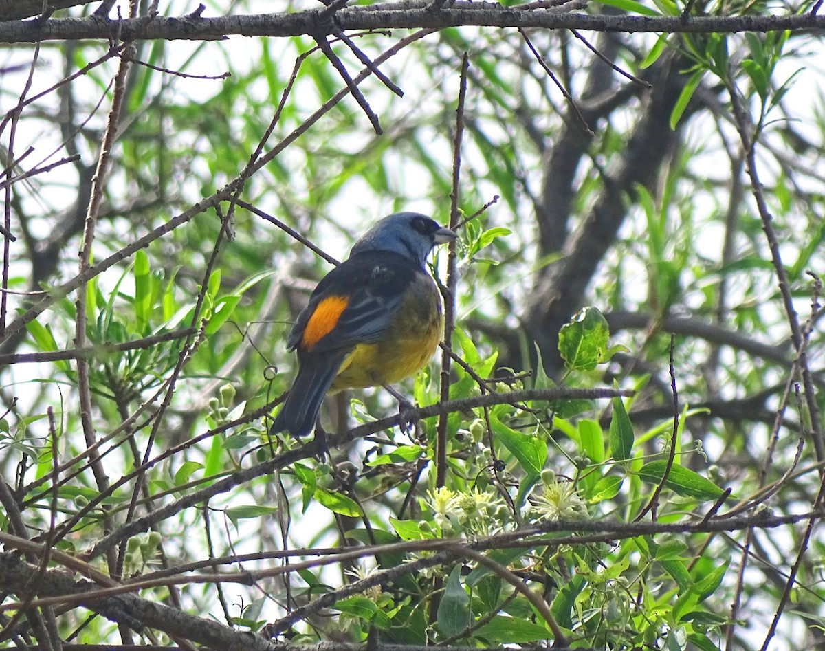 Blue-and-yellow Tanager - ML646274488