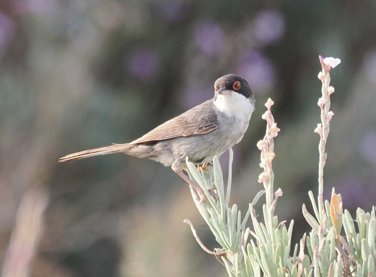 Sardinian Warbler - ML646274489