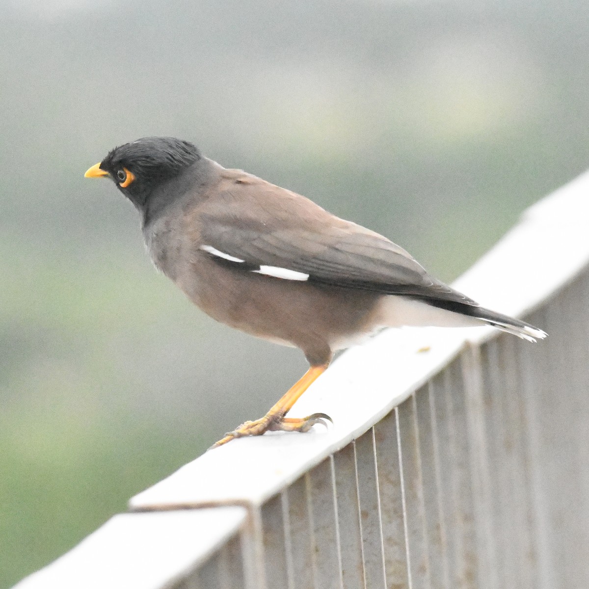Common Myna - ML646274490