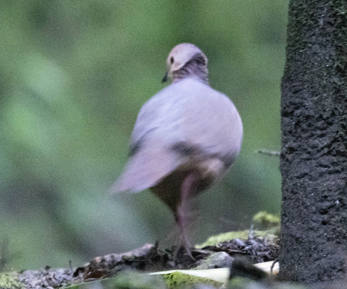 Lined Quail-Dove - ML646274491
