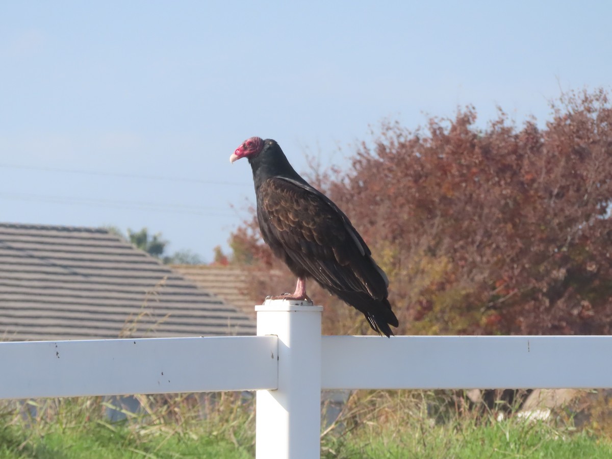 Turkey Vulture - ML646274493