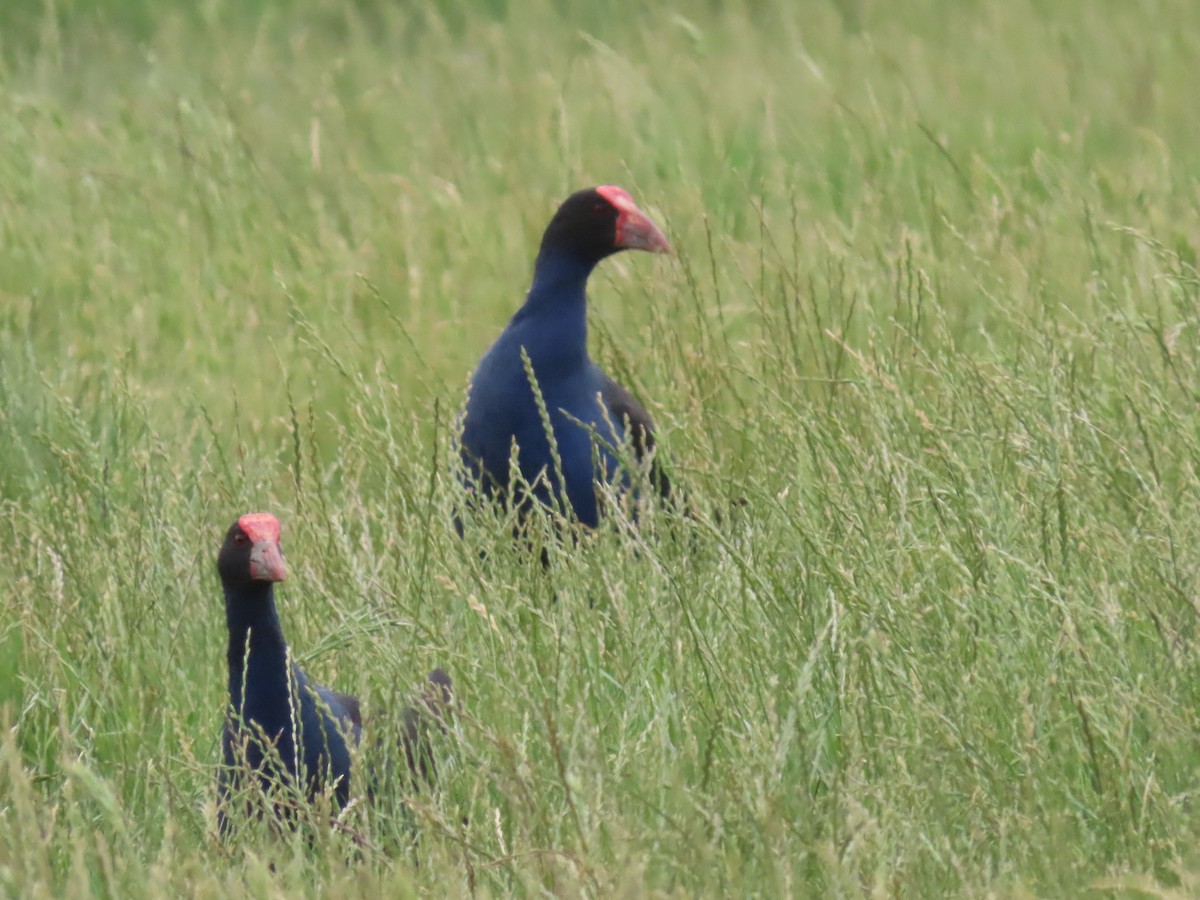 Australasian Swamphen - ML646274494
