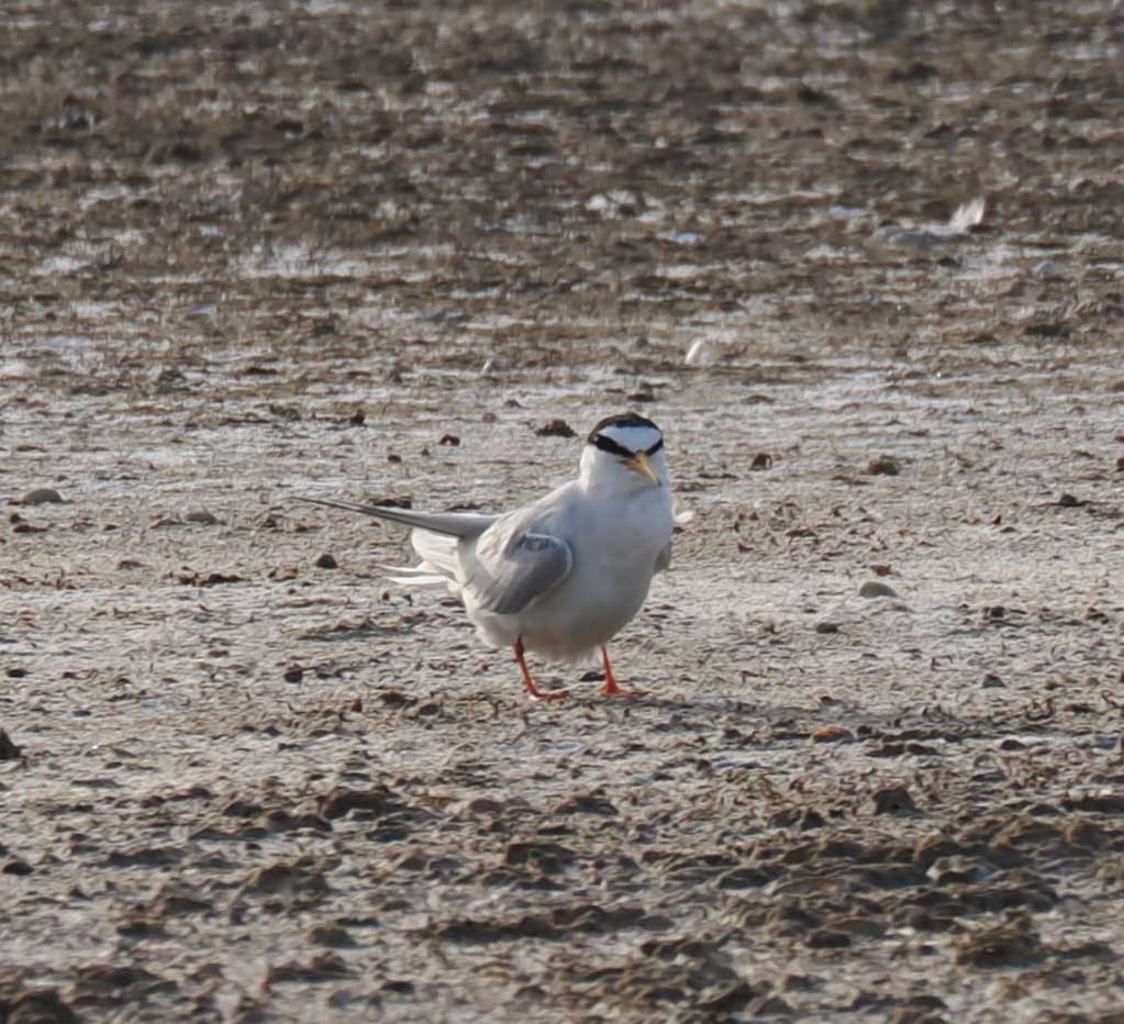 Little Tern - ML646274495
