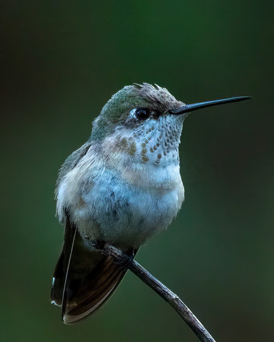 Calliope Hummingbird - ML646274496